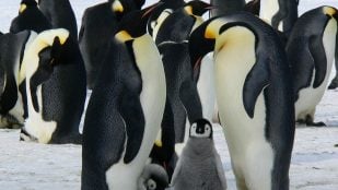 antártida pinguinos