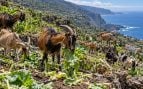 Problema cabras silvestres en La Palma, cabras y agricultura, daños cabras en Islas Canarias.