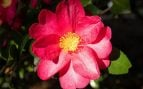 Flor, plantas, curiosidades