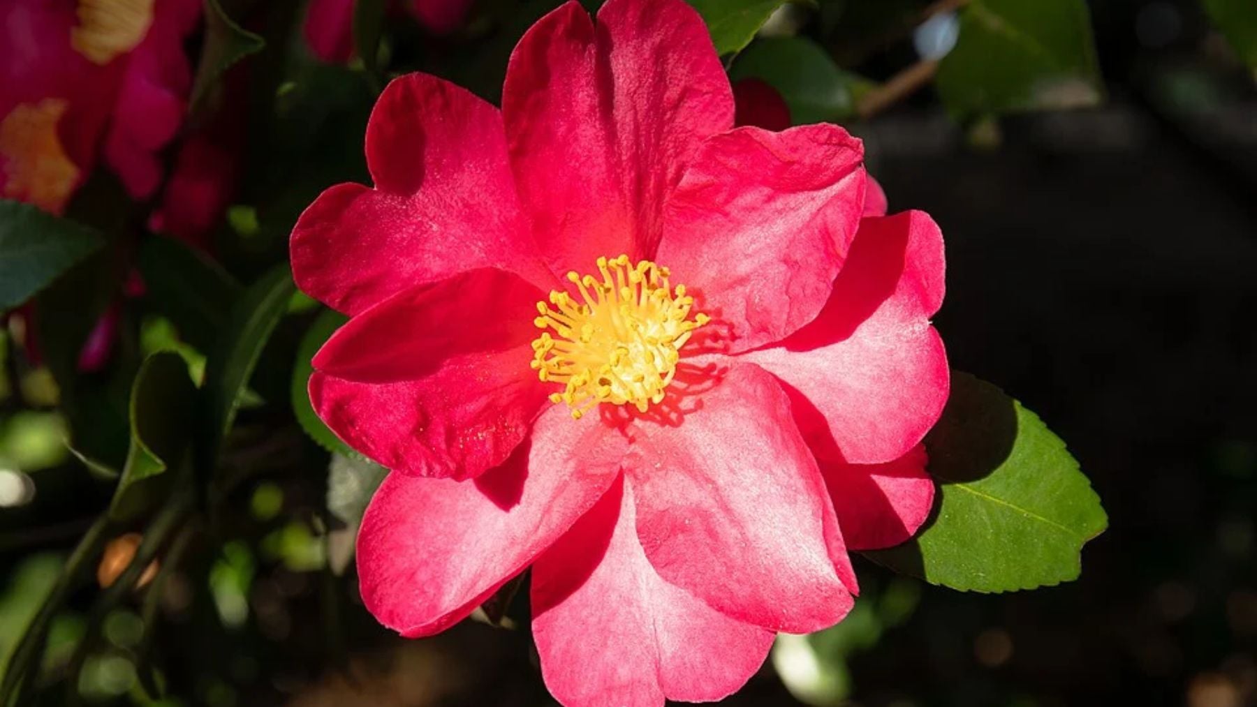 Ni rosas ni claveles: la mejor planta que puedes poner en Galicia si quieres que tu jardín explote de flores blancas y rosas en otoño