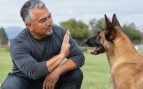 Perros, animales, mascotas