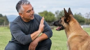 Perros, animales, mascotas