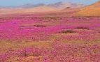 desierto flores