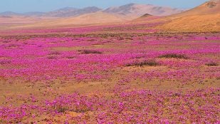 desierto flores