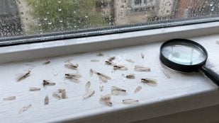 Insectos, alas, plagas