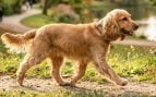 Cocker Spaniel