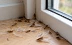 Insectos, plagas, curiosidades