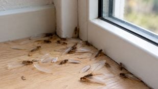 Insectos, plagas, curiosidades