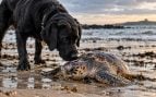 Perro labrador salva a una tortuga, tortuga rescatada por un perro, perro y tortuga.