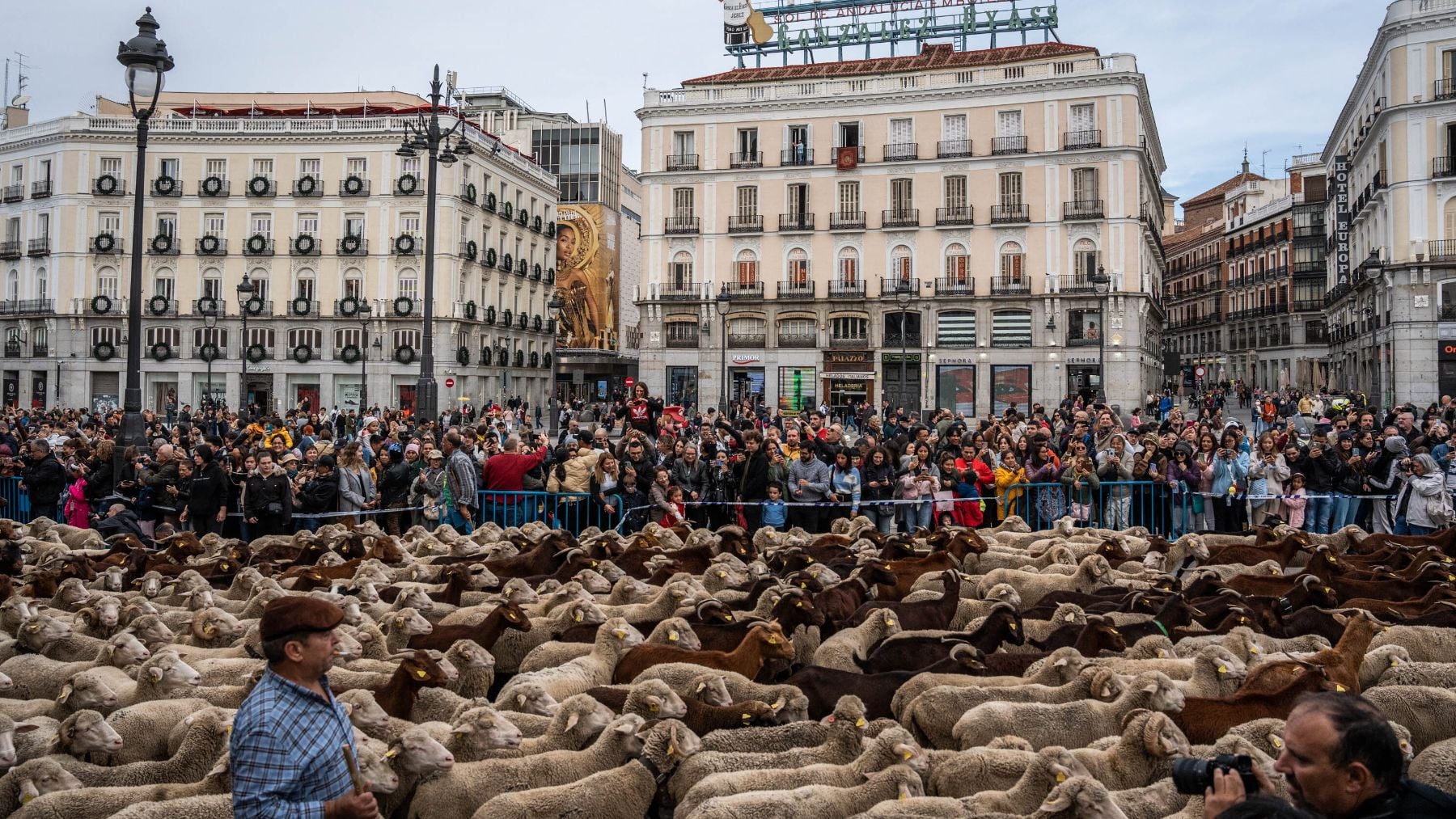La acampada que ocupa la Puerta del Sol obliga a cambiar el recorrido de la tradicional trashumancia de mil ovejas