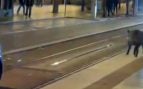 El jabalí recorrió distintas calles del centro de Zaragoza a altas horas de la madrugada. Fuente: redes sociales
