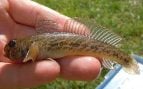 El fondo del Sena está lleno de ellos y podrían llegar a España dentro de poco: por qué los pescadores temen la proliferación de estos peces