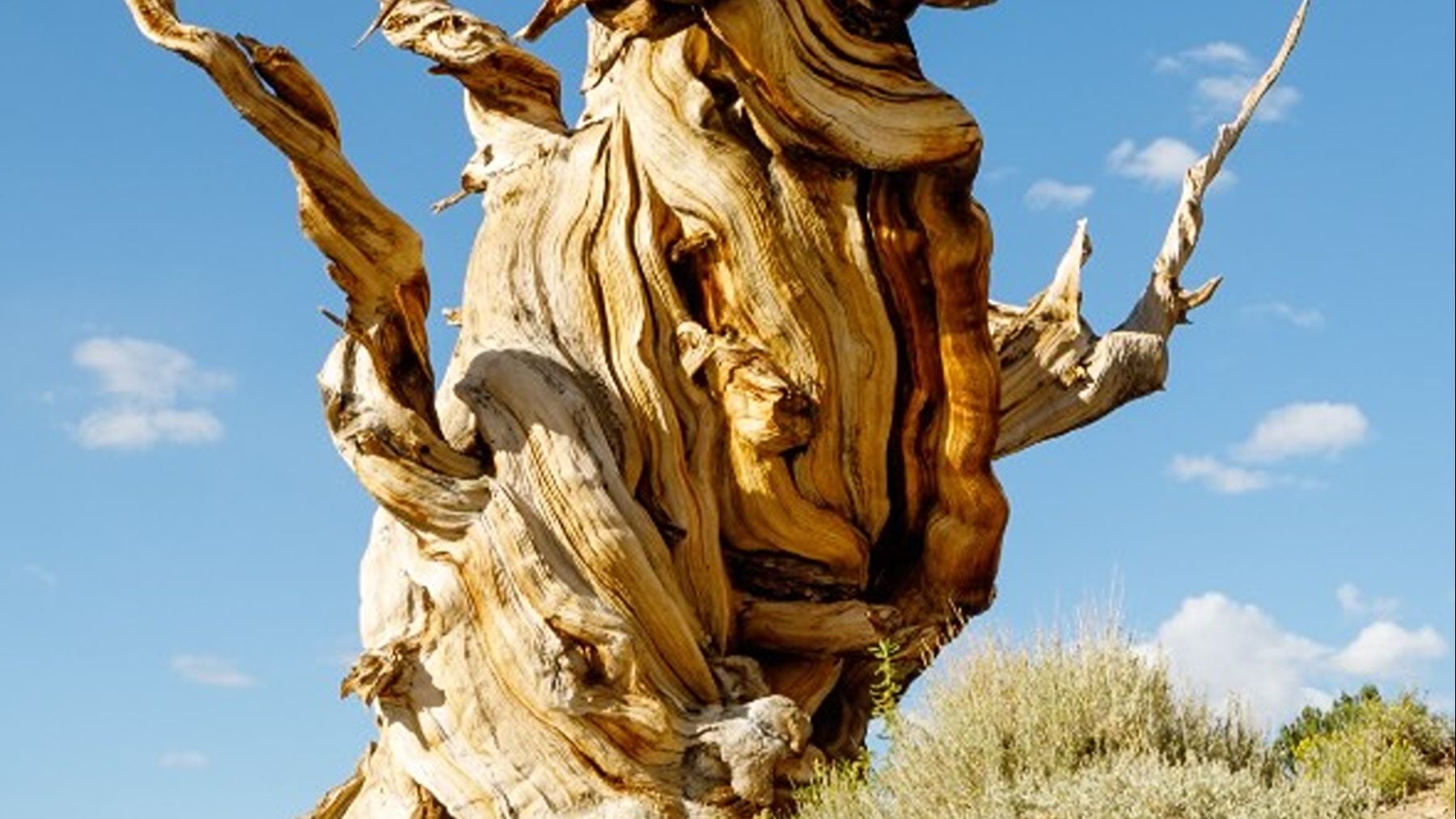 Árbol Matusalén (Foto; Redes Sociales)