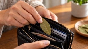 Guardar una hoja de laurel seca en la cartera