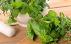albahaca