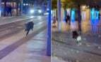 El jabalí recorrió distintas calles del centro de Zaragoza a altas horas de la madrugada. Fuente: redes sociales