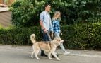 Perro, animales, mascotas