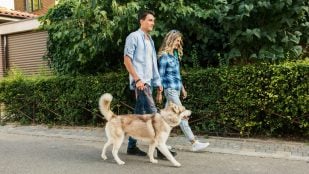 Perro, animales, mascotas