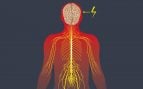 Simpático y parasimpático: el acelerador y el freno del cuerpo
