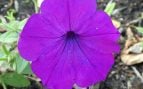 Planta, flora, curiosidades