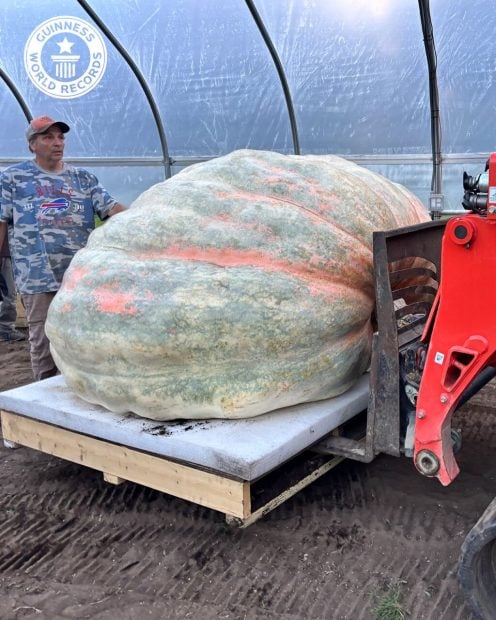 calabaza mas grande del mundo ginness