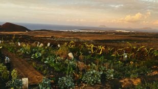 vivir gratis en su finca de Lanzarote