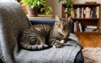 Gato solo en casa