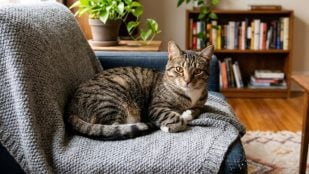 Gato solo en casa