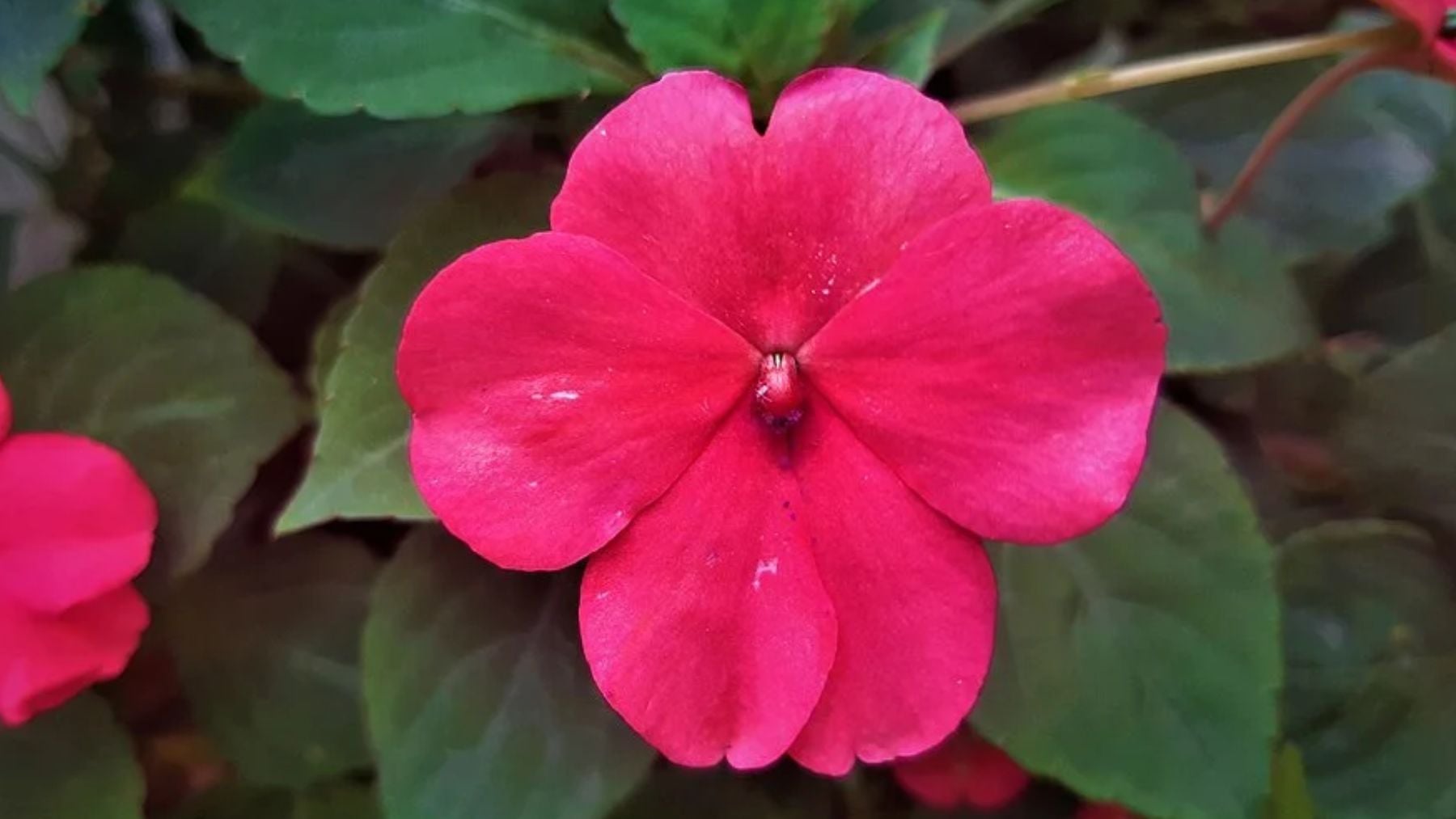 Ni crisantemos ni petunias: la planta fácil de cuidar que debes tener en casa para tu balcón rebose de flores incluso en otoño
