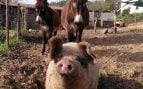 santuario vegano en el centro de Portugal