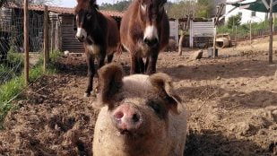 santuario vegano en el centro de Portugal