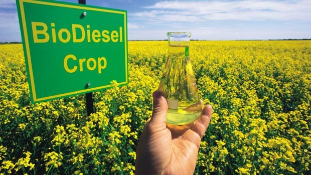 biodiesel crop