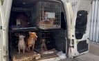 La Policía rescata a 61 perros y gatos recluidos en una vivienda por una mujer de 53 años en Vélez-Málaga
