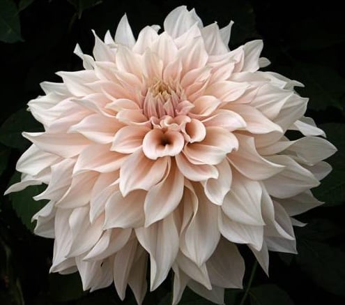 Dalia Café au Lait, flores