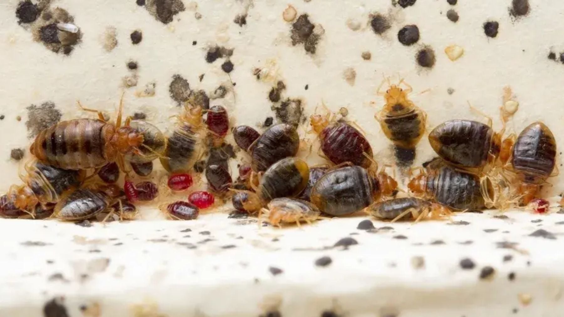 Plaga de chinches.