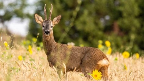 El retorno de los grandes vertebrados, aunque fundamental, puede no reflejar por sí mismo la recuperación de los ecosistemas. (Foto: iStock proporcionada por el CSIC).