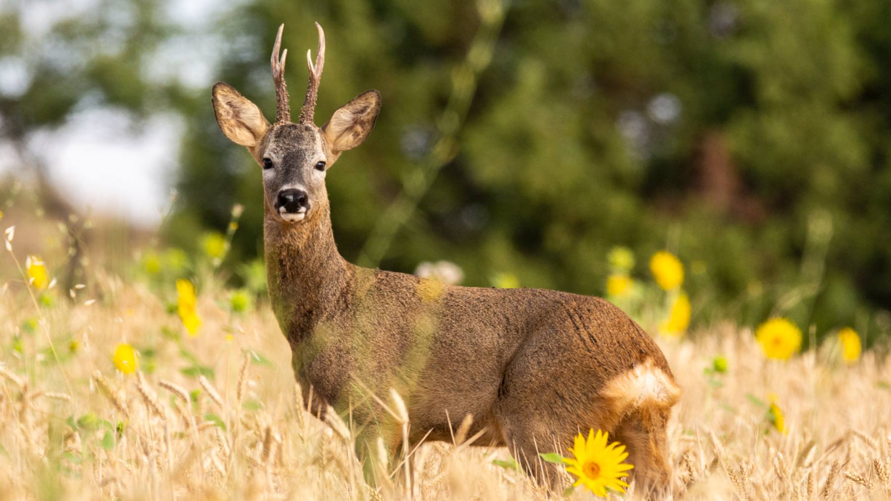El retorno de los grandes vertebrados, aunque fundamental, puede no reflejar por sí mismo la recuperación de los ecosistemas. (Foto: iStock proporcionada por el CSIC).