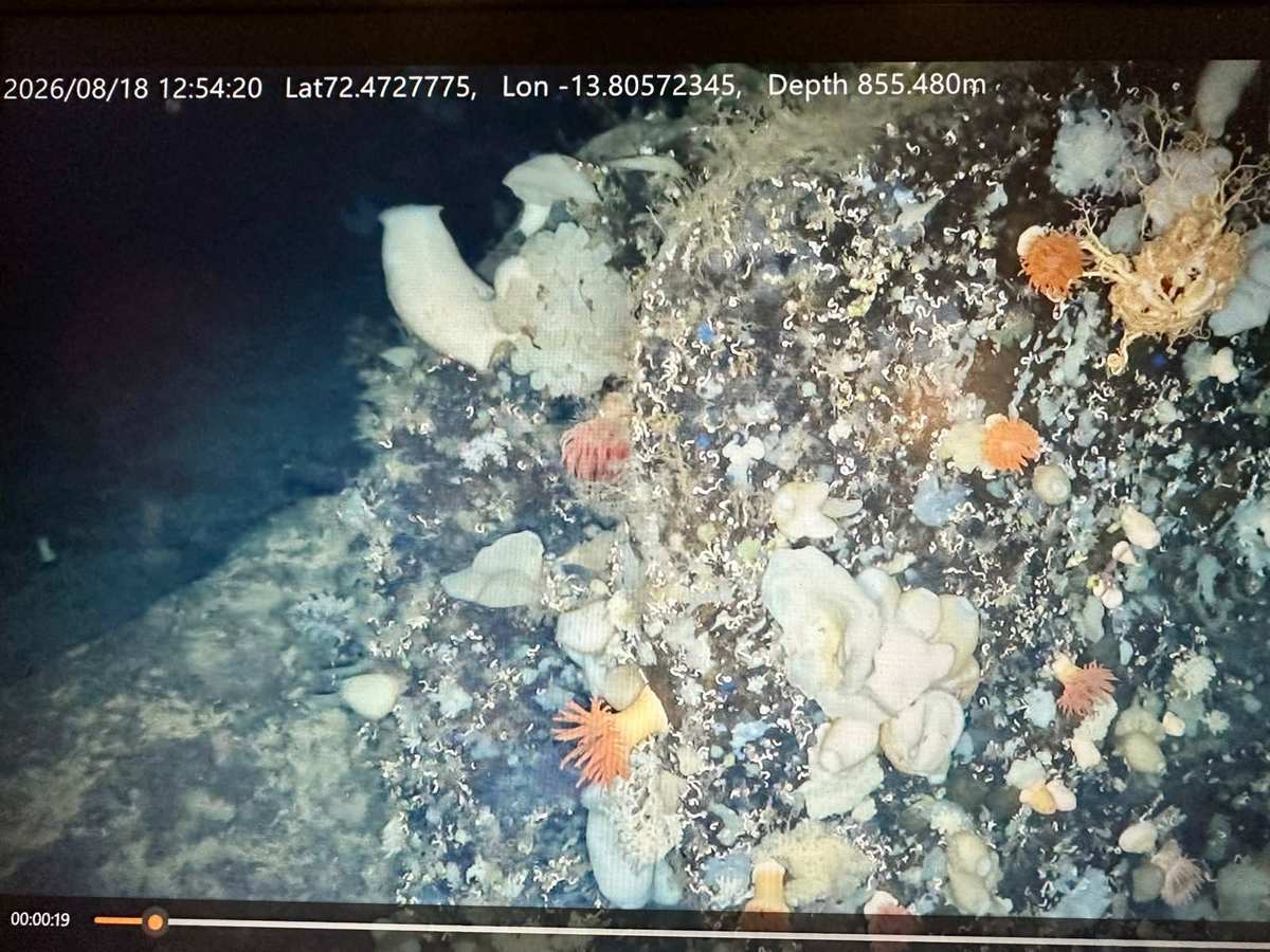 Pantalla de una inmersi&oacute;n del robot submarino en el mar de Groenlandia con esponjas blancas a 855 metros de profundidad