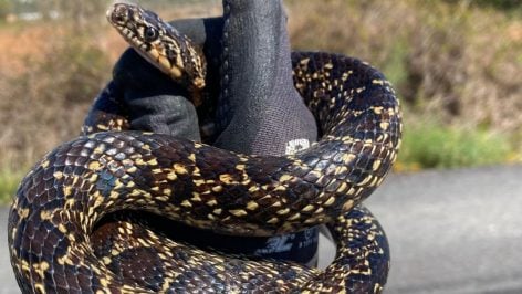 Imagen de una serpiente.