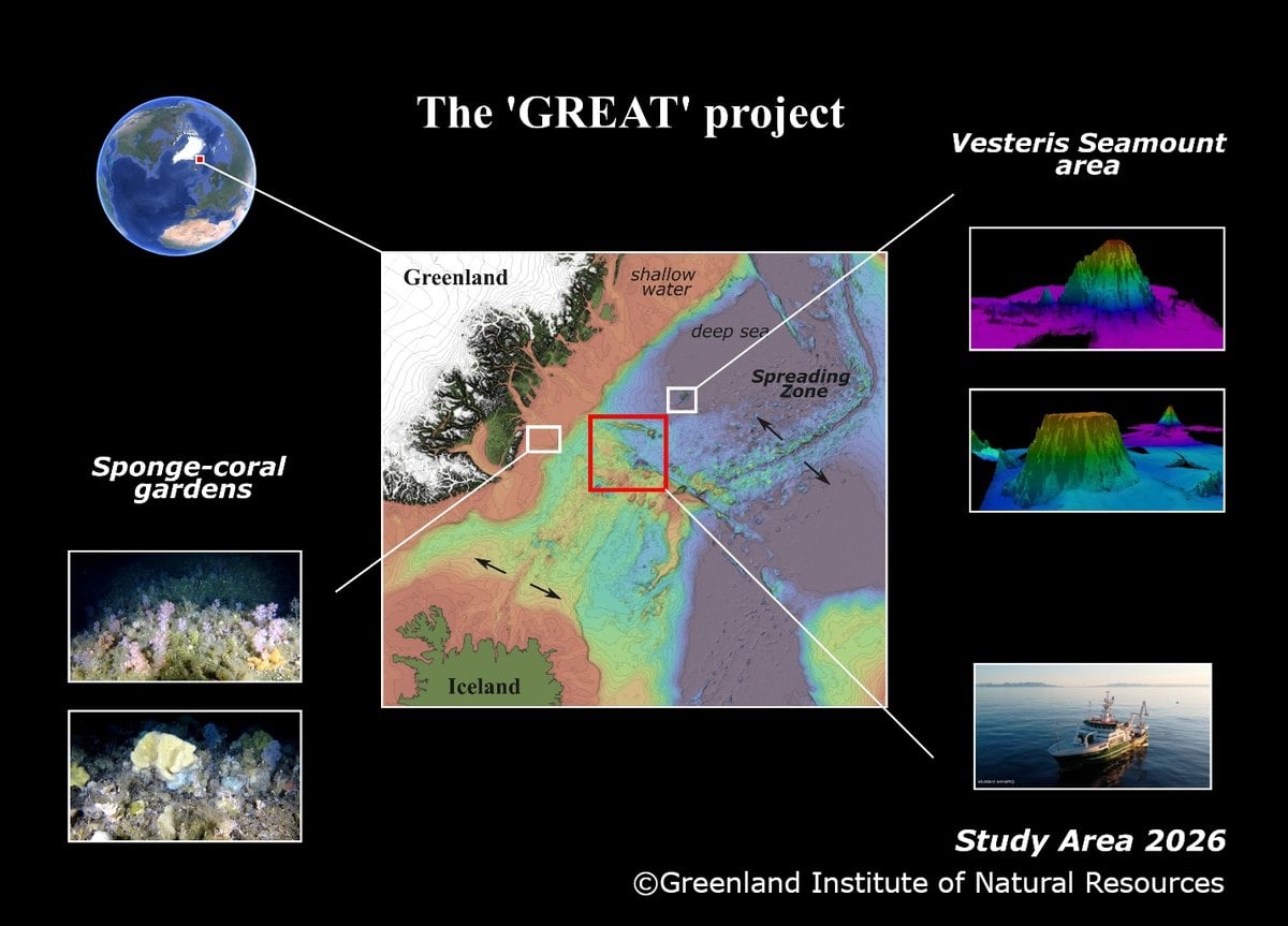 Mapa de la zona de estudio del proyecto GREAT en el mar de Groenlandia, con el monte submarino Vesteris y jardines de esponjas y corales