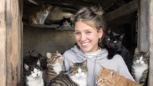 Yone, gatos, casa, arquitectura