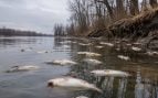 río, peces, animales, orilla