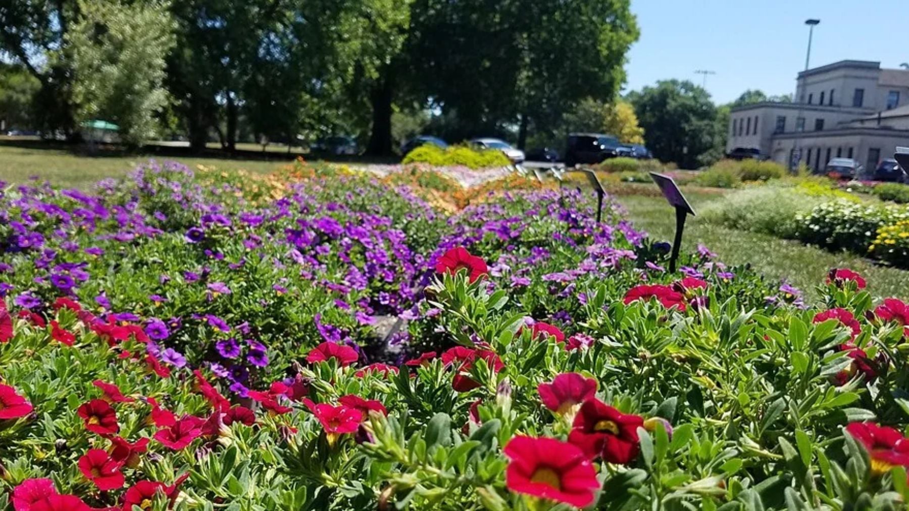 Hora de cambiar los geranios: la mejor planta fácil de cuidar que puedes poner en casa para que el jardín explote de flores en otoño