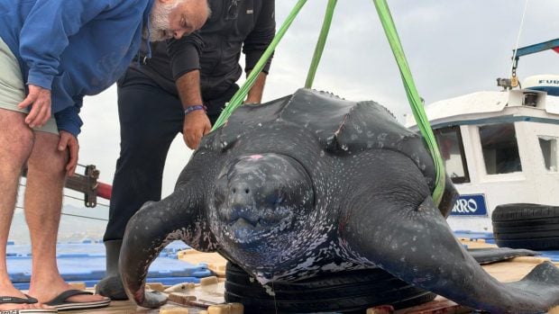 inspección de la tortuga rescatada en Ceuta