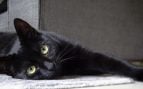 gatos negros Halloween