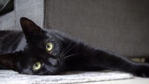 gatos negros Halloween