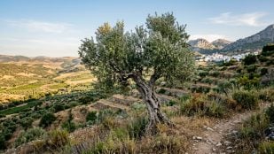 Árbol y serpientes