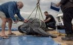 rescate tortuga ceuta