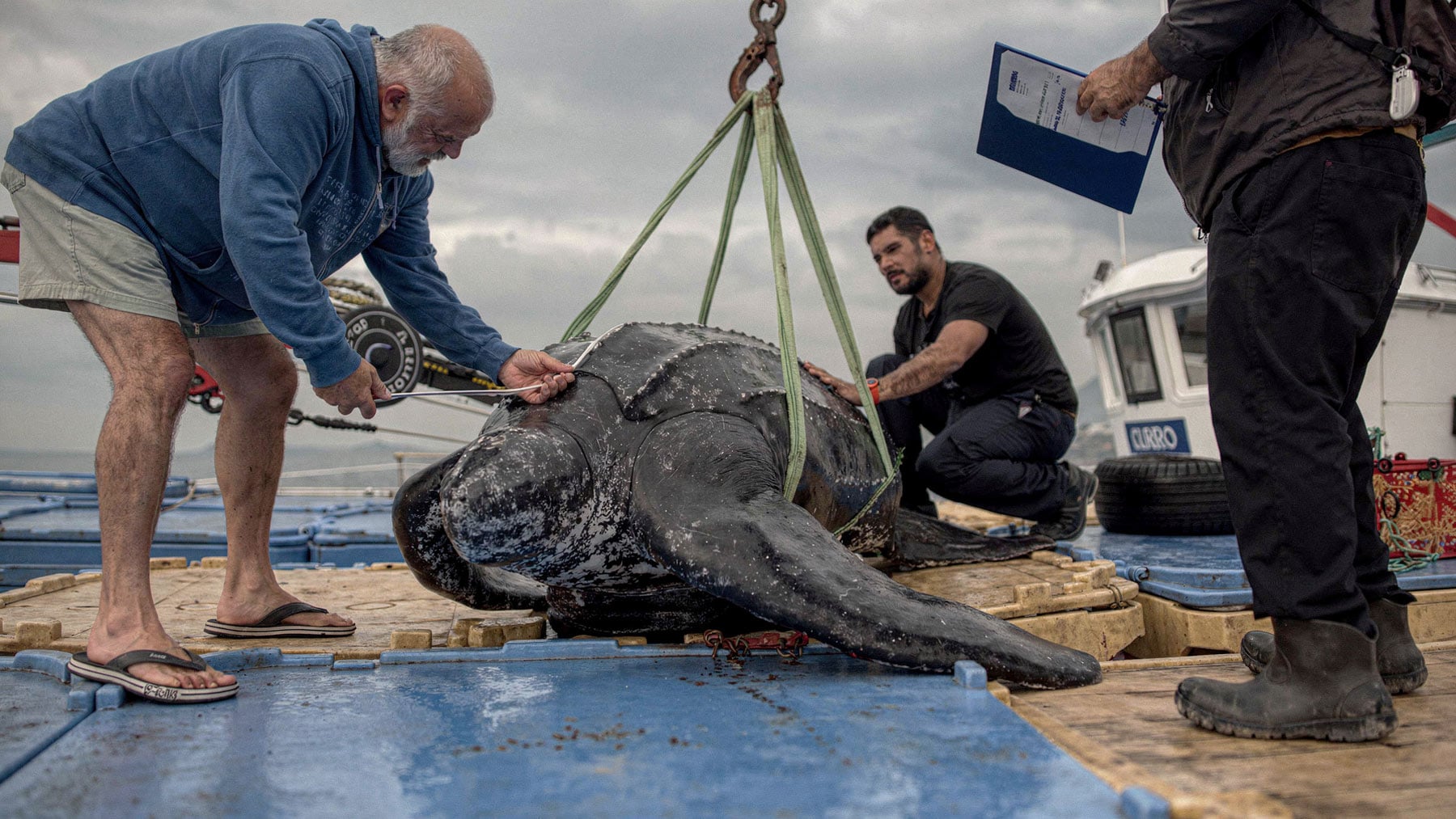 Imágenes del proceso de rescate. (Imágenes: Centro de Estudios y Conservación de Animales Marinos (CECAM).