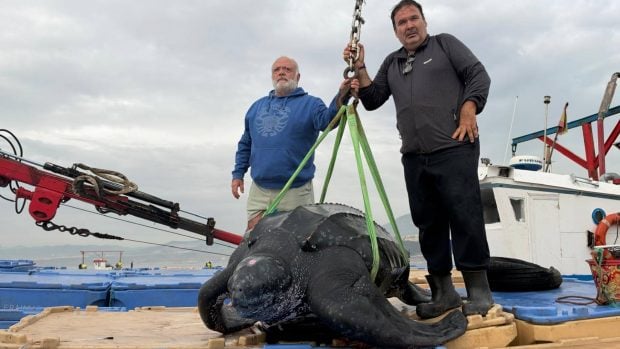 rescate tortuga ceuta